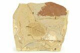 Fossil Plant (Alnus) Leaf - McAbee, BC #276350-1